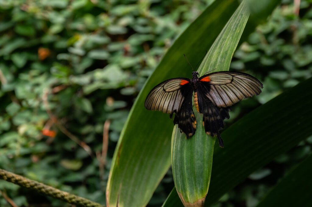 Grand Mormon ou Papilio Memnon (Philippines)
