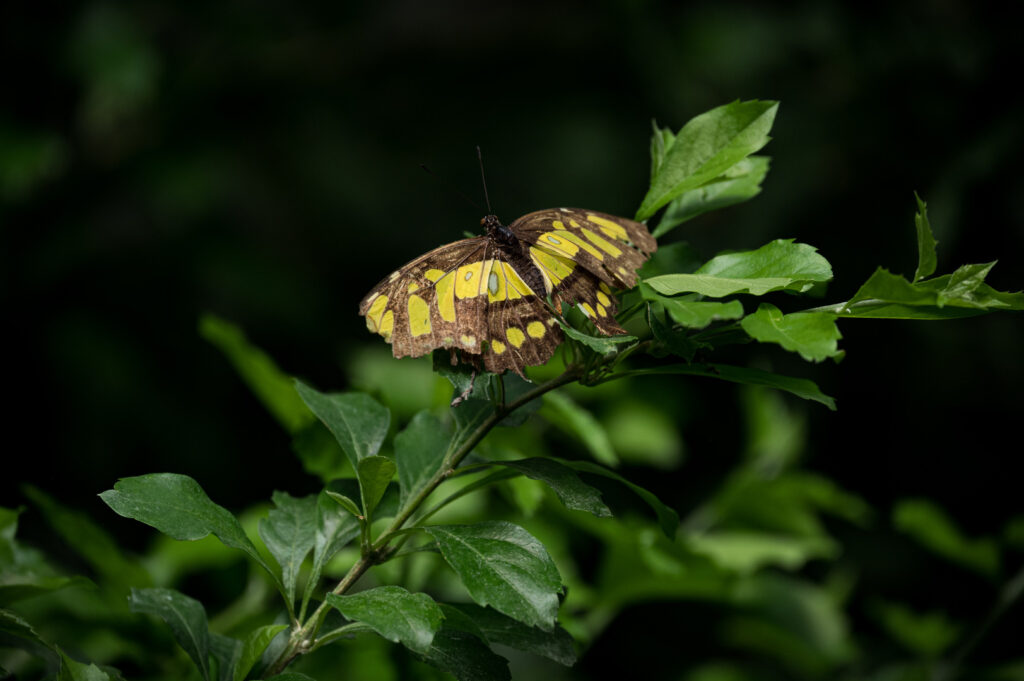 Un papillon Jaune et Noir