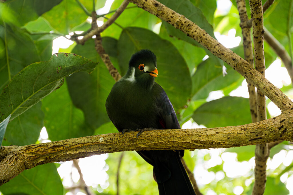 Oiseau tropical du Naturospace