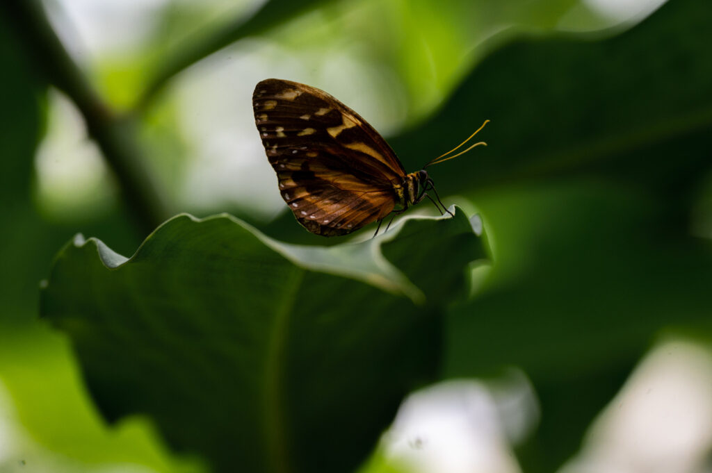 Un joli papillon non identifié