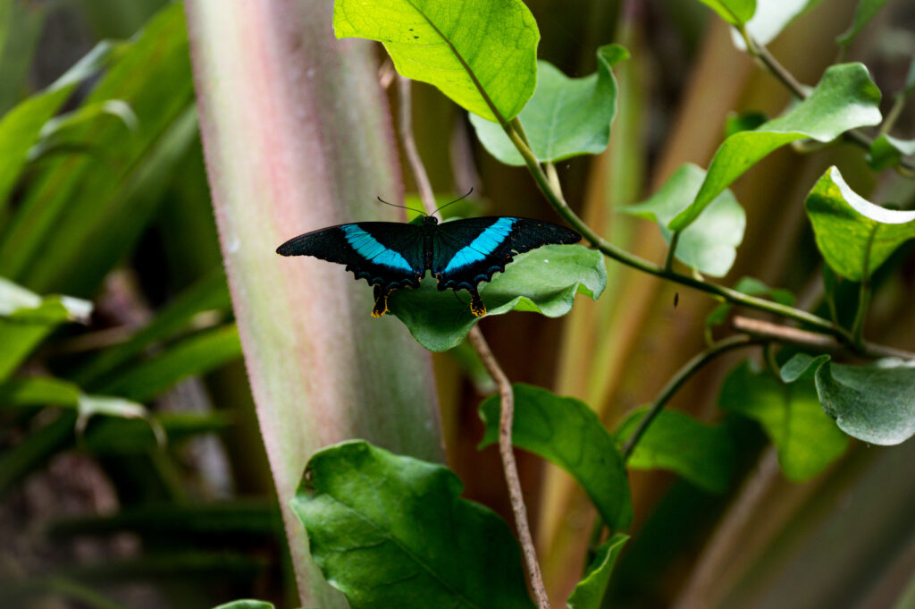 Papillon de la serre tropicale de Honfleur