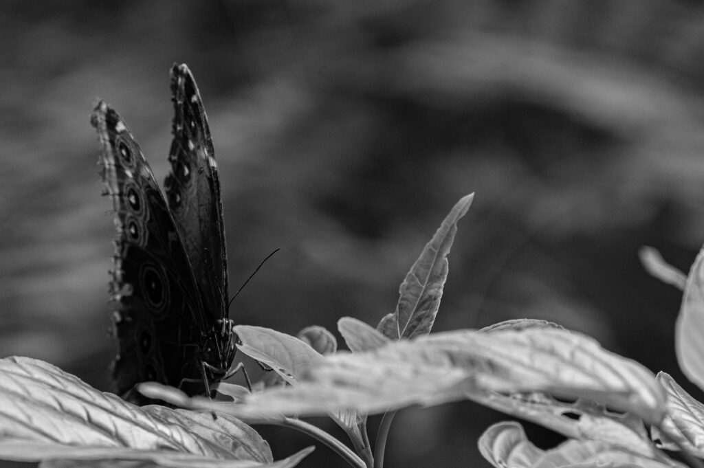 Papillon noir et blanc