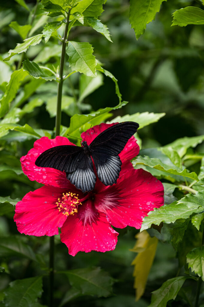 Papilio rumanzovia (Philippines) appelé Mormon écarlate