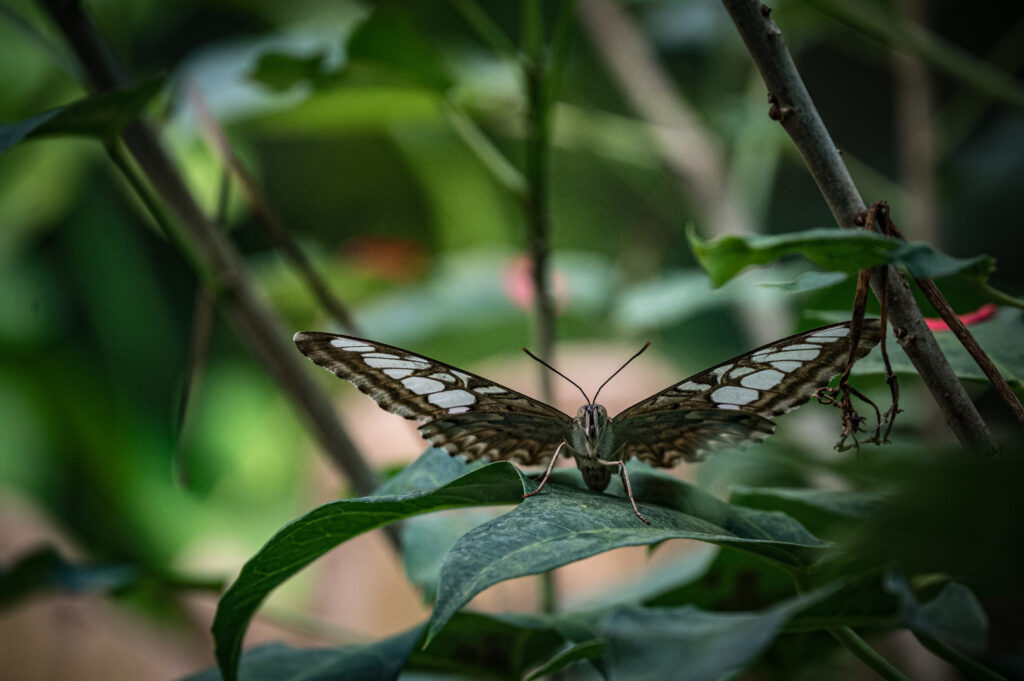 Parthenos Sylvia (Asie du Sud-Est)