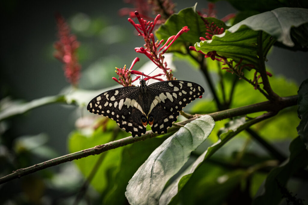 Voilier Echiquier ou Papilio Demoleus (Indonésie)