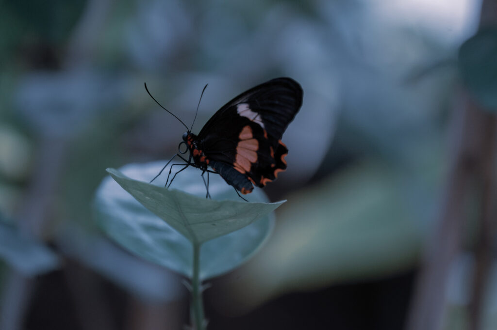 Papillon Noir et Rouge