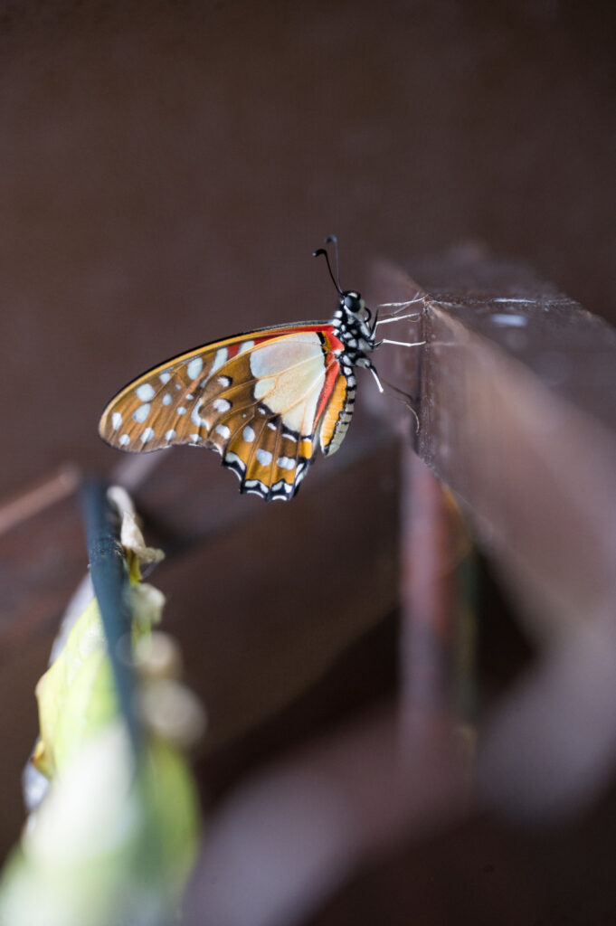 Papillon coloré